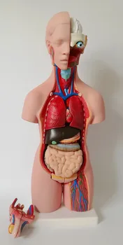Анатомическая модель человеческого торса 55 см, анатомическая модель внутренних органов, медицинская обучающая модель, мужские / женские гениталии