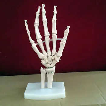 модель скелета сустава руки модель человеческого скелета vola модель скелета ладони